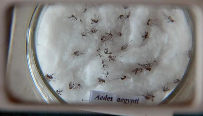 © Arquivo/Agência Brasil Pesquisa do Butantan padroniza nomenclatura de vírus da dengue